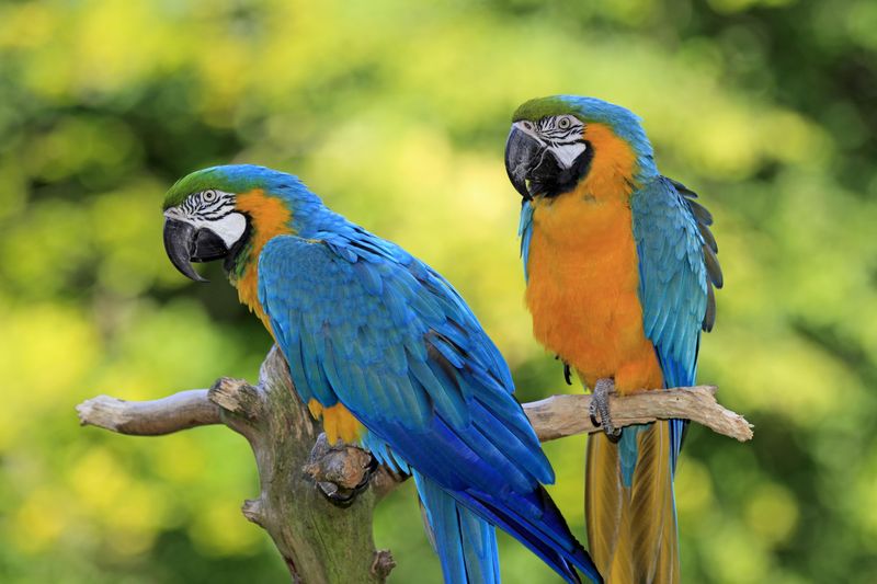 Parrots