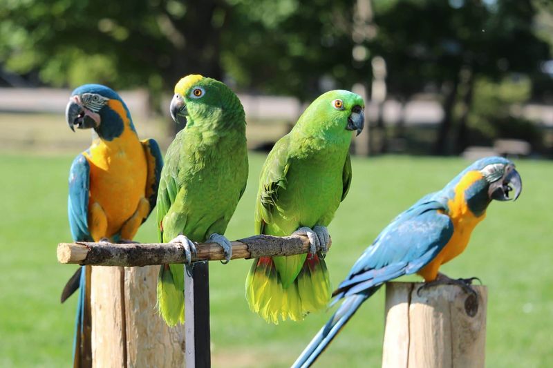 Parrots