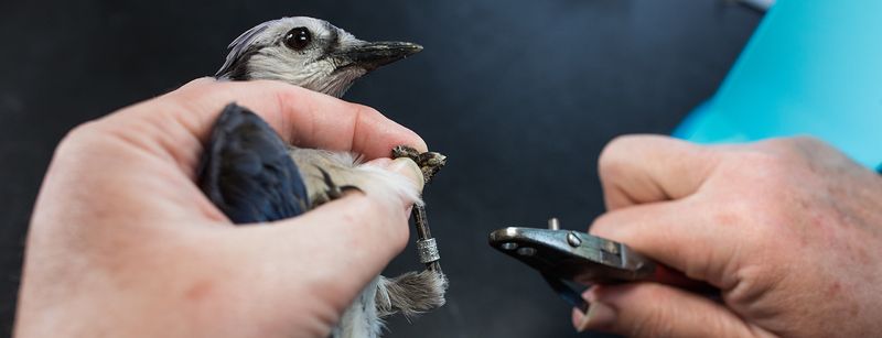 Participate in Bird Banding Programs