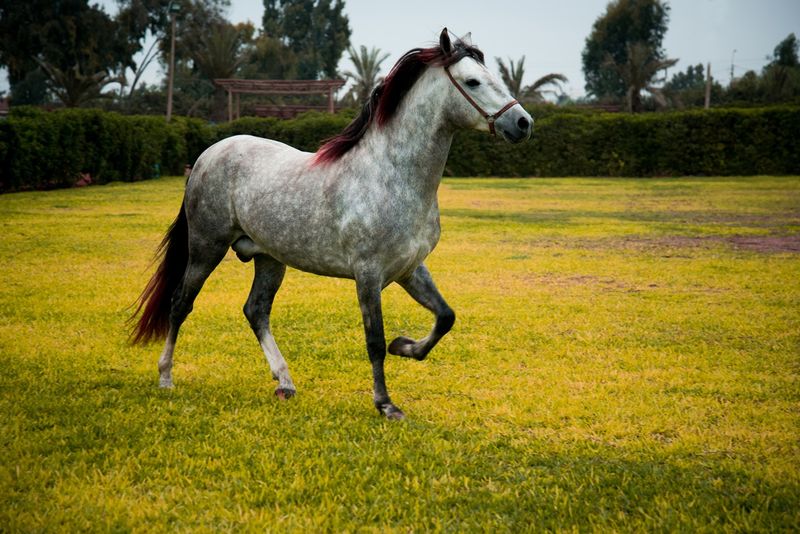 Paso Fino