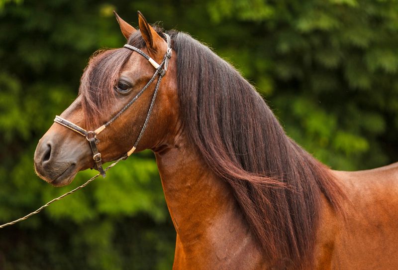 Paso Fino