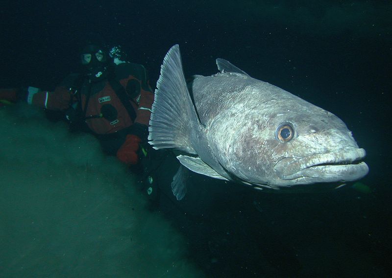 Patagonian Toothfish