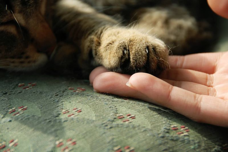 Paw Massage Routine