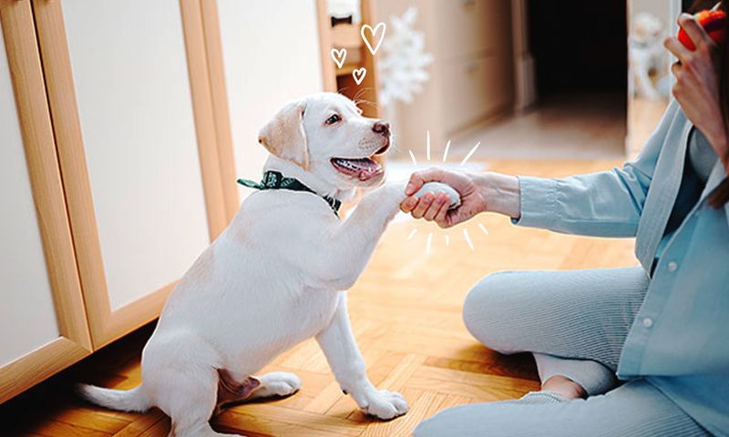 Paw Offering