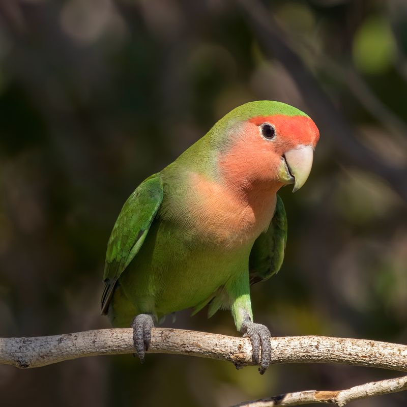 Peach-Faced Lovebird