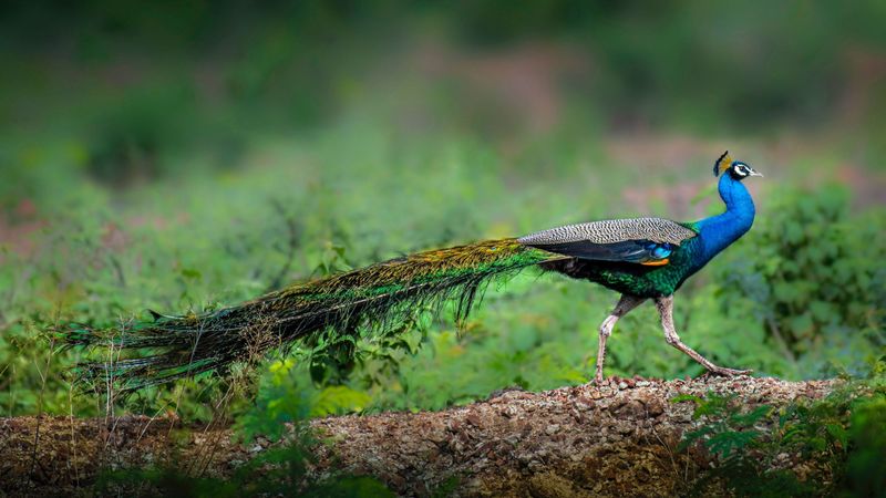 Peacock