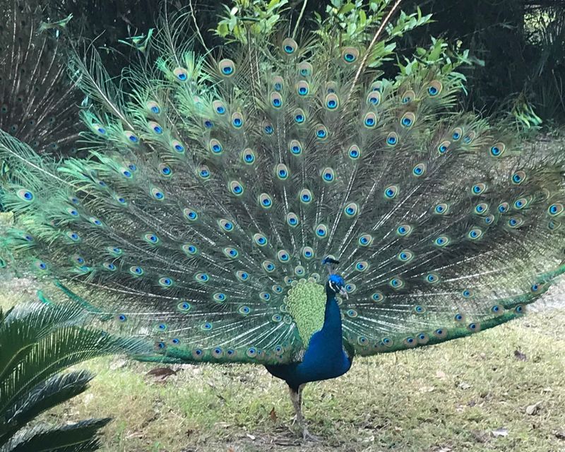 Peacock