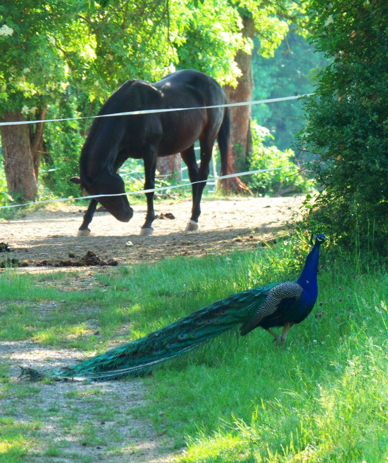 Peacock