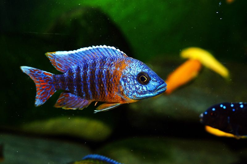 Peacock Cichlid