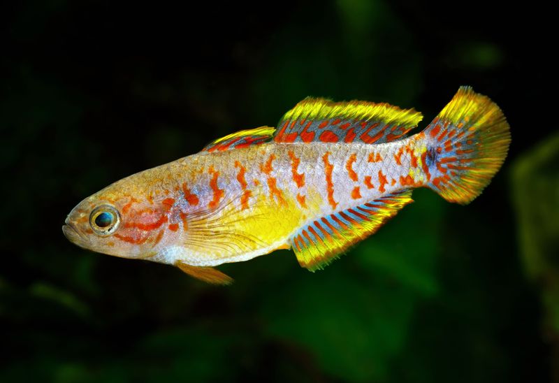 Peacock Gudgeon