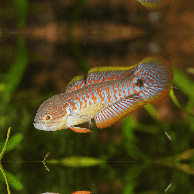 Peacock Gudgeon