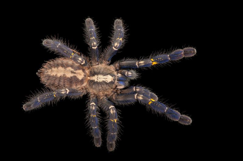 Peacock Parachute Spider