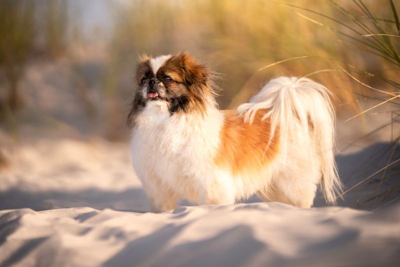 Pekingese