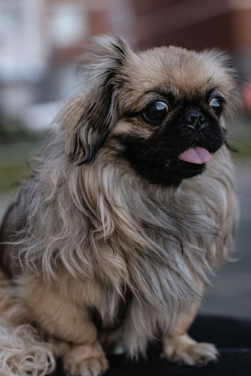 Pekingese