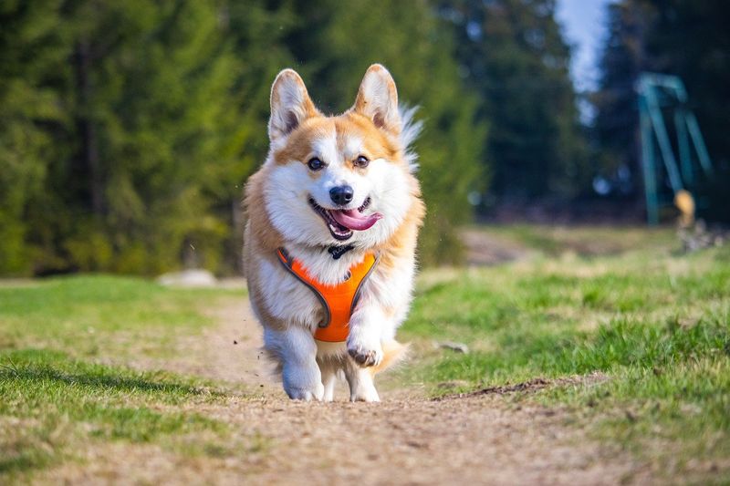 Pembroke Welsh Corgi