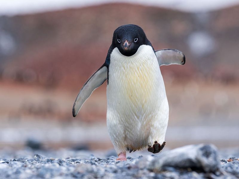 Penguin