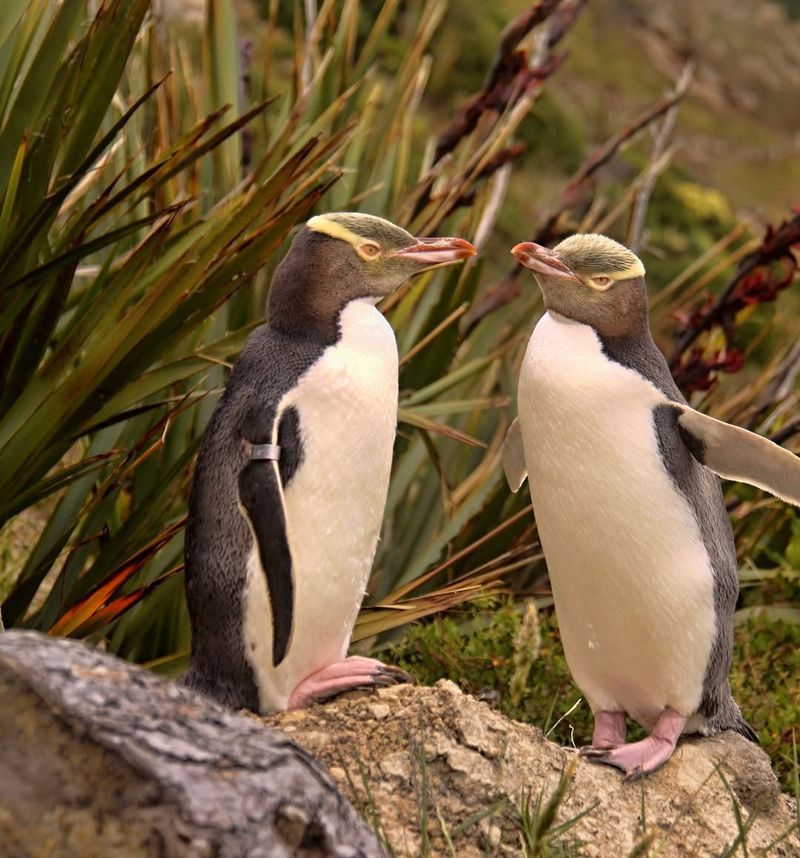 Penguin Chatter