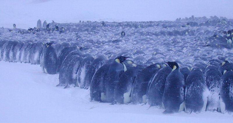 Penguin Huddle