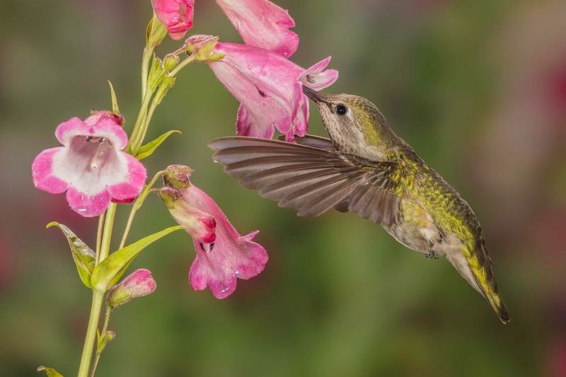 Penstemon