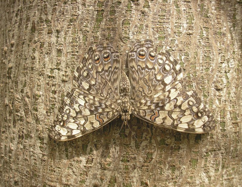 Peppered Moth