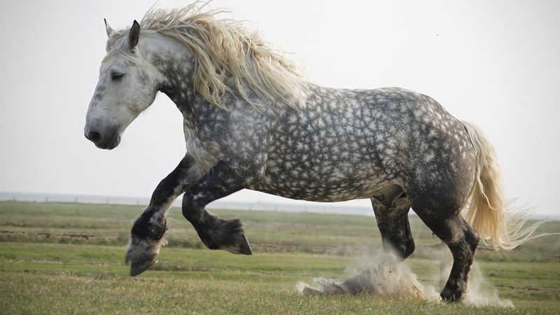 Percheron