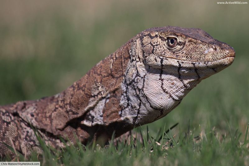 Perentie