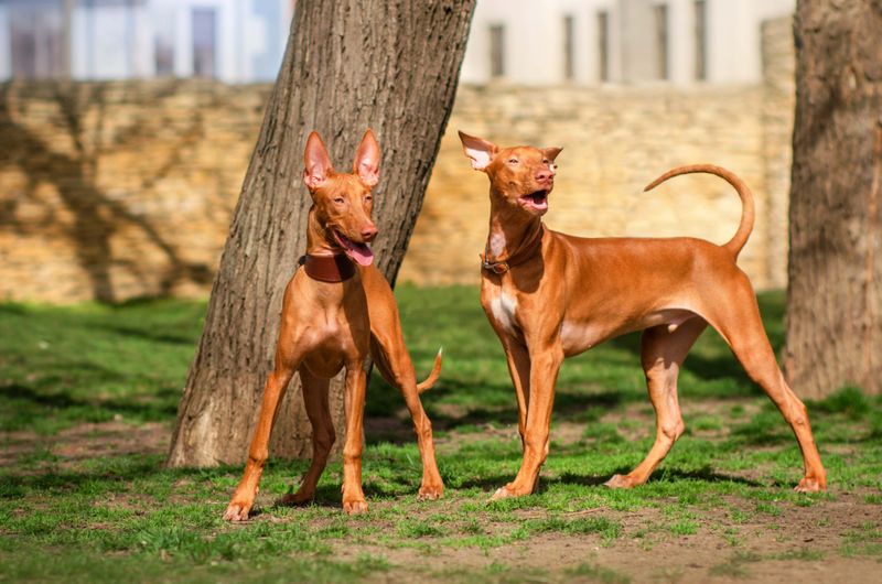 Pharaoh Hound