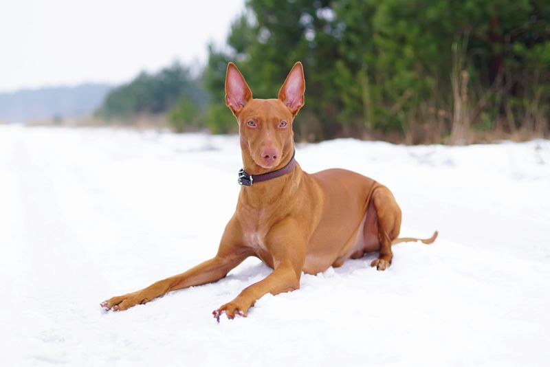 Pharaoh Hound