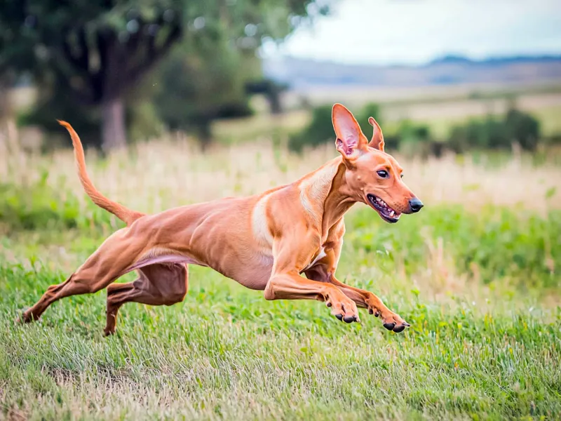 Pharaoh Hound