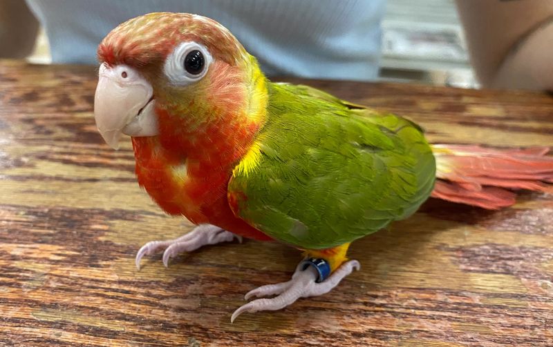 Pineapple Conure