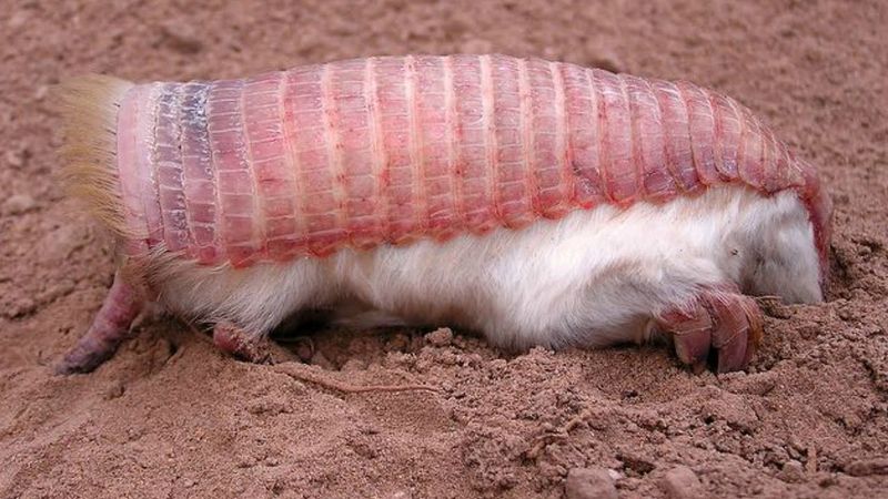 Pink Fairy Armadillo