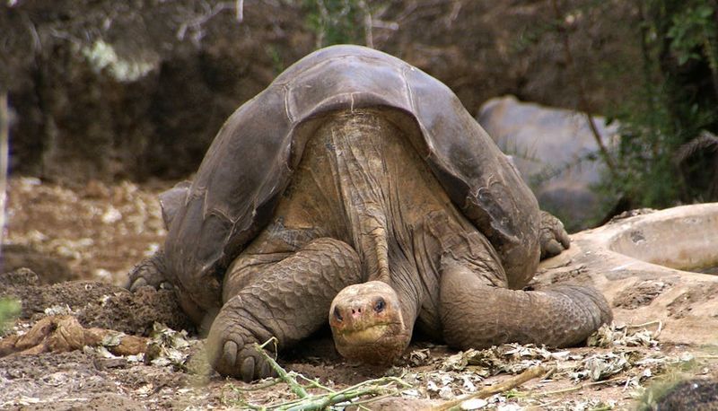 Pinta Island Tortoise