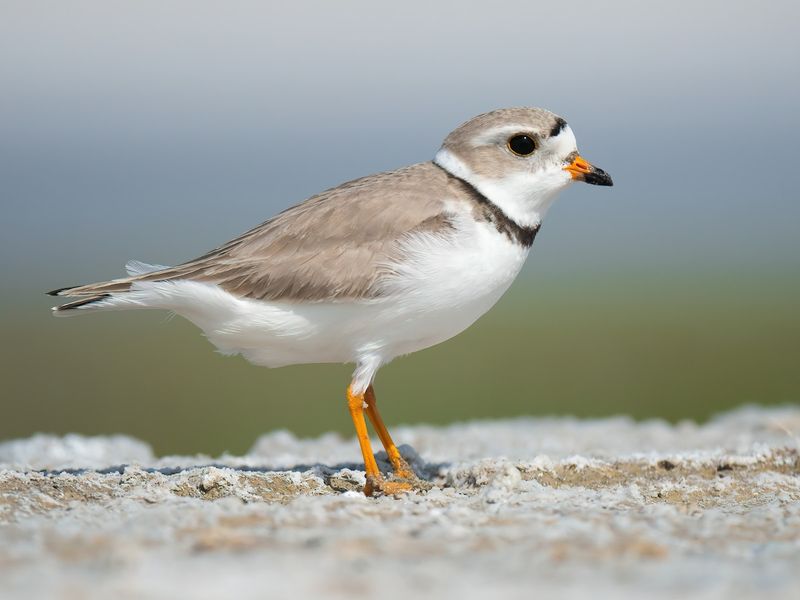 Piping Plover