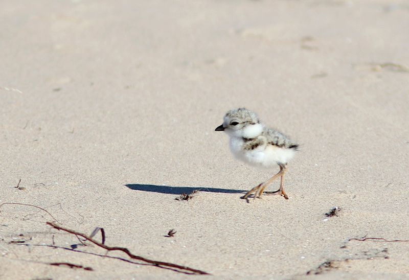 Piping Plover