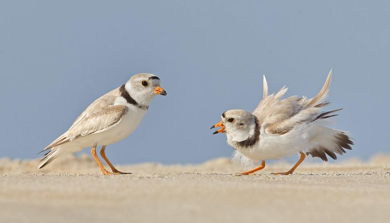 Piping Plover