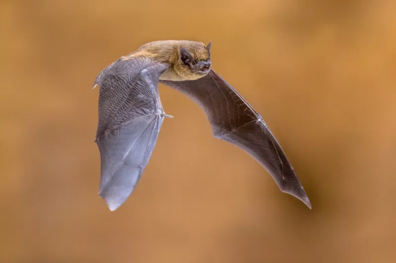 Pipistrelle Bats