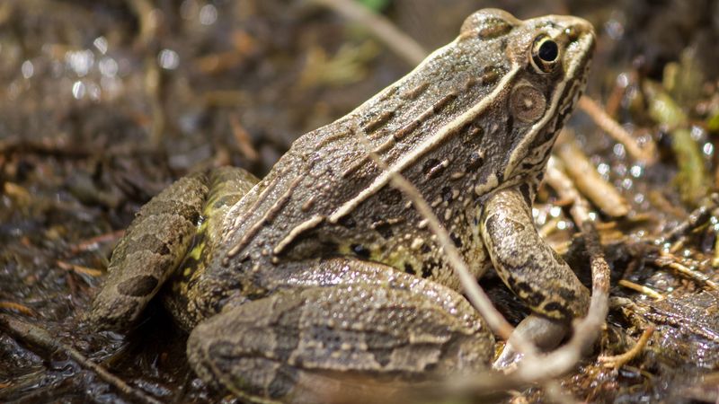 Plains Leopard Frog