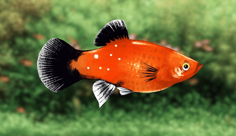 Platy