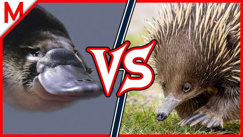 Platypus vs. Echidna