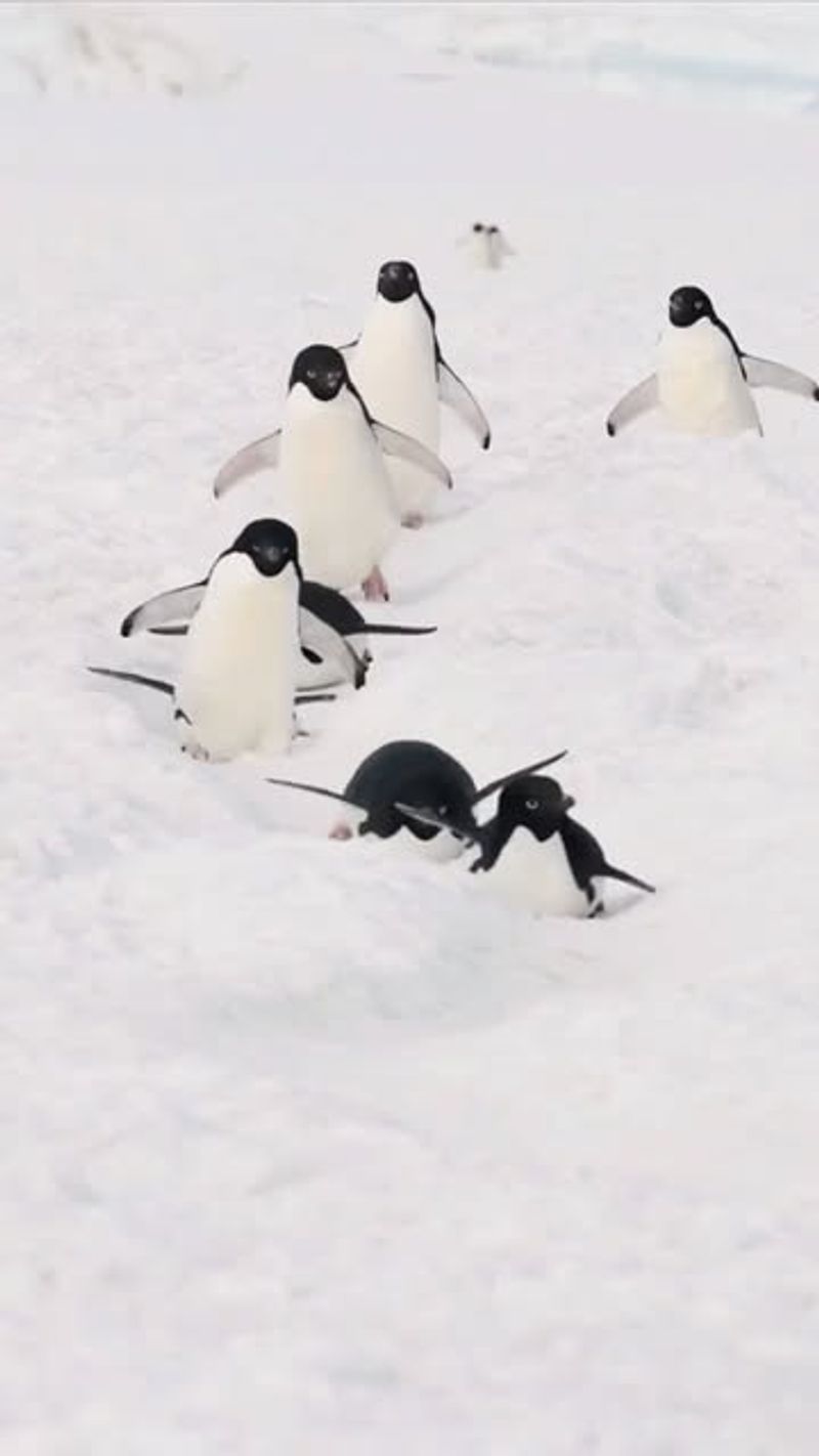 Playful Tobogganing