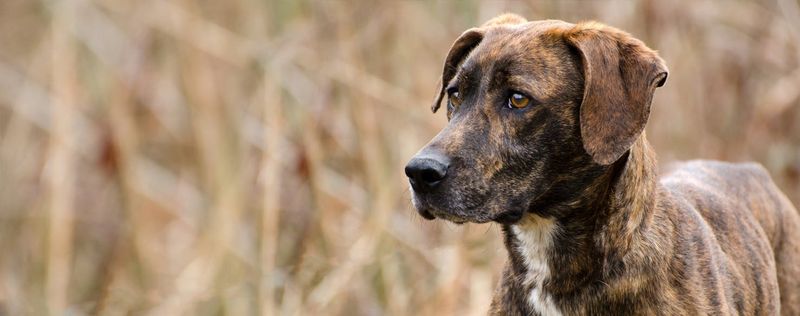 Plott Hound