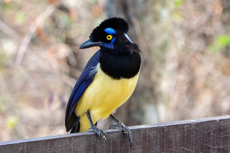 Plush-Crested Jay