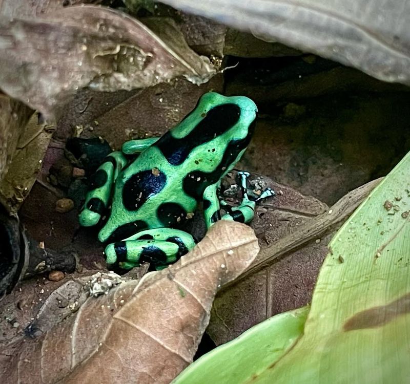 Poison Dart Frog