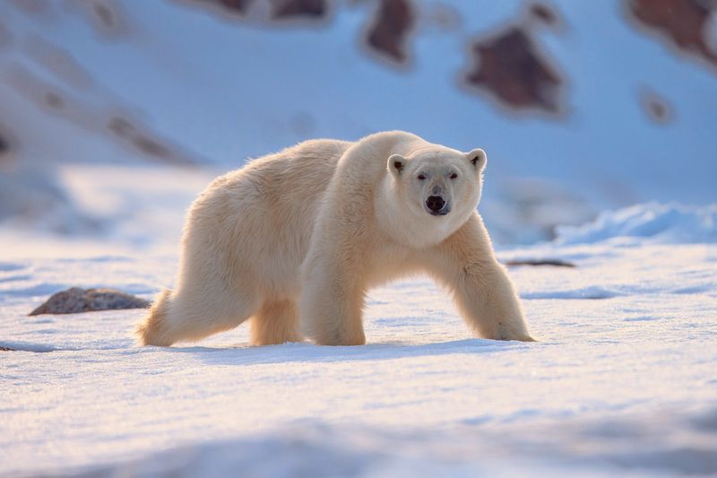 Polar Bear's Fat and Fur