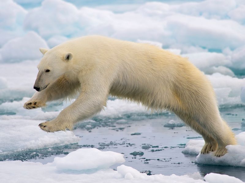 Polar Bear's Lifespan