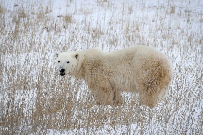 Polar Bear