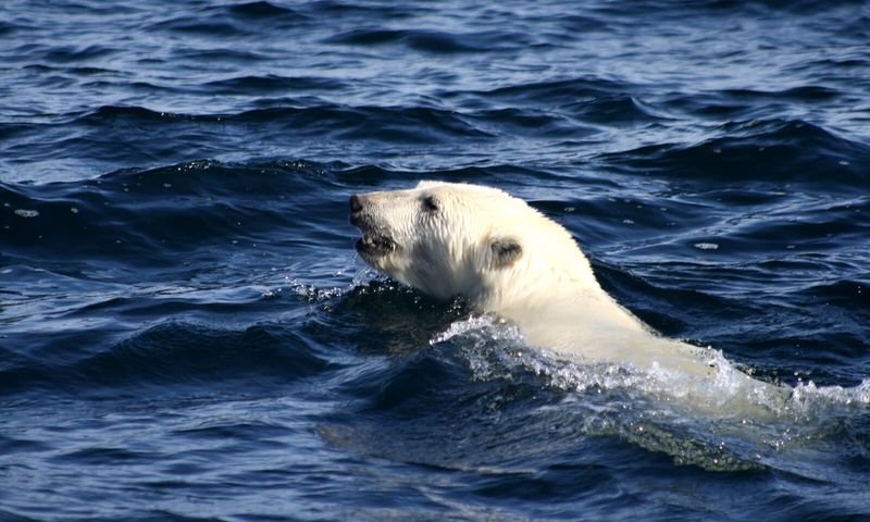 Polar Bear