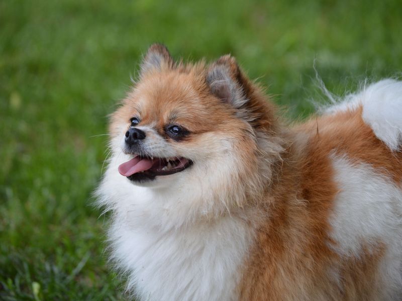 Pomeranian