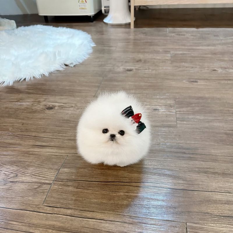 Pomeranian