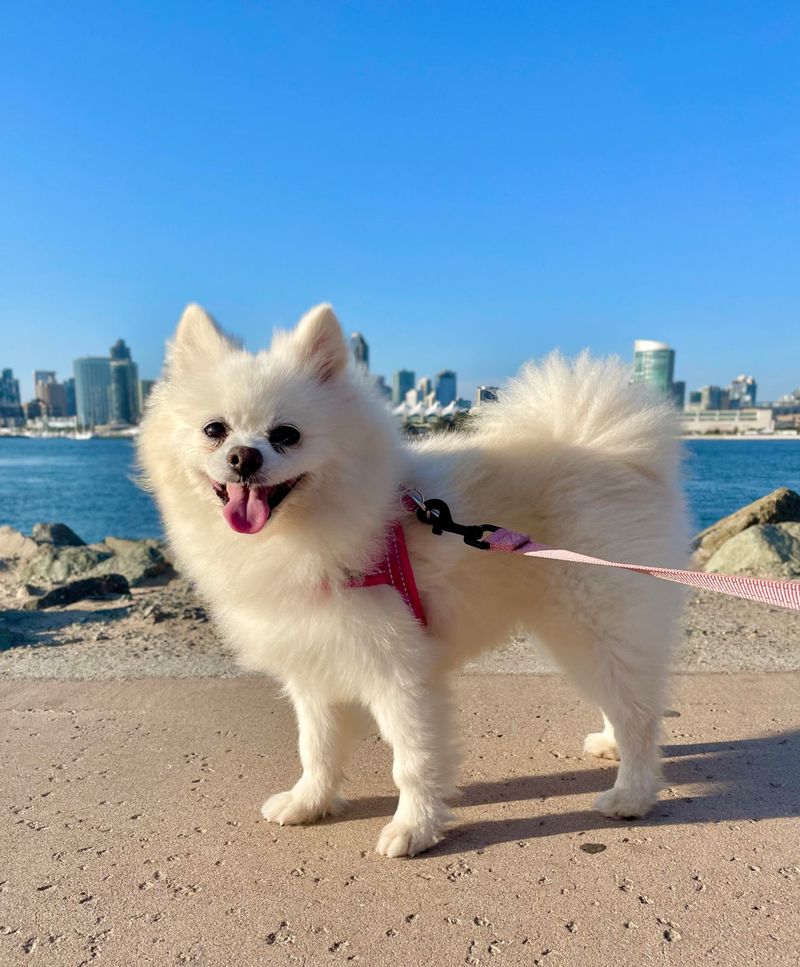 Pomeranian